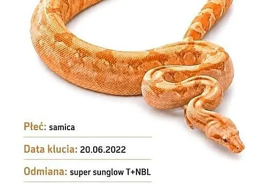 Boa constrictor samica, Lubelskie, Lublin