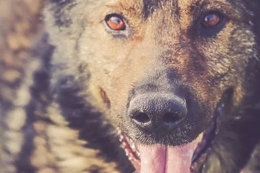 BUSTER, duży, silny, energiczny - szuka domu!,  ma