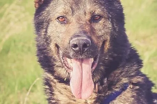 BUSTER, duży, silny, energiczny - szuka domu!,  ma