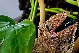 Anolis brodaty samica