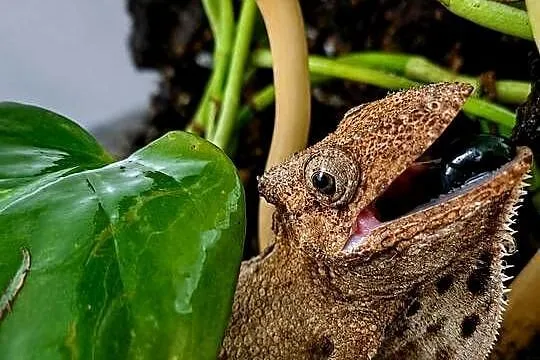 Anolis brodaty samica