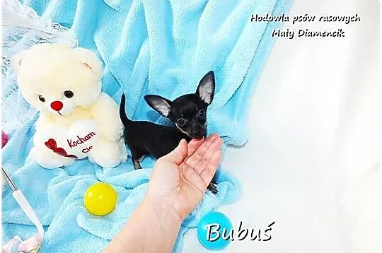 Mini Piesek BUBUŚ Ratlerek XS! Pinczer miniaturowy +Rodowód Do Odbioru