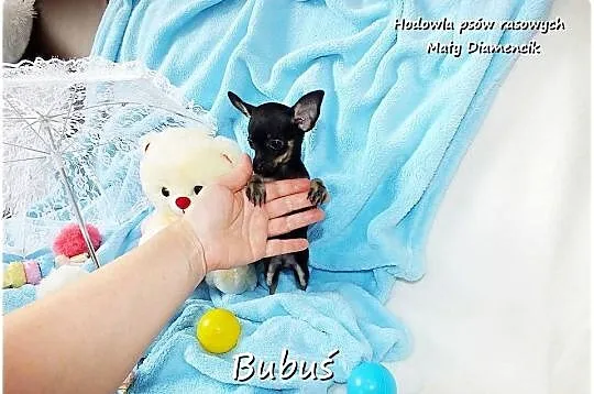 Mini Piesek BUBUŚ Ratlerek XS! Pinczer miniaturowy +Rodowód Do Odbioru, Lubuskie, Żary