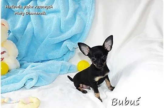 Mini Piesek BUBUŚ Ratlerek XS! Pinczer miniaturowy +Rodowód Do Odbioru, Lubuskie, Żary
