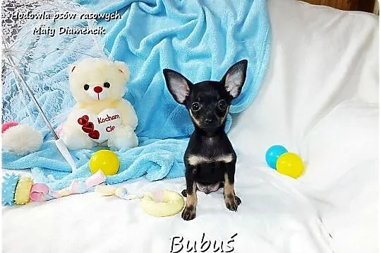 Mini Piesek BUBUŚ Ratlerek XS! Pinczer miniaturowy +Rodowód Do Odbioru, Lubuskie, Żary
