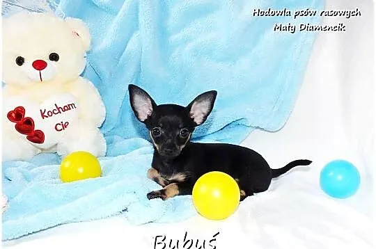 Mini Piesek BUBUŚ Ratlerek XS! Pinczer miniaturowy +Rodowód Do Odbioru, Lubuskie, Żary