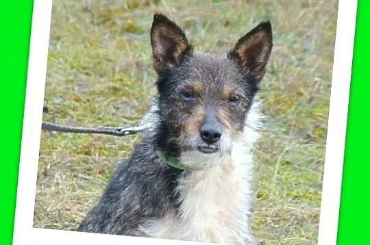 PIKPOK - młody 3 letni pies,szorstkowłosy, terierkowaty_Adopcja_