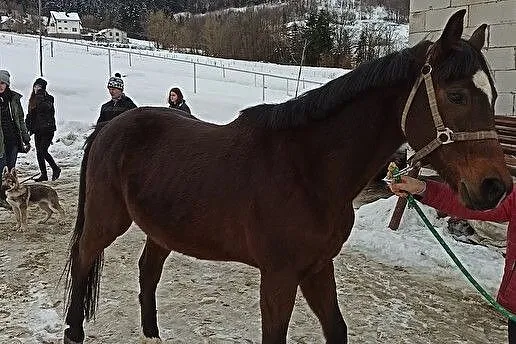 Sprzedam konia, , Nowy