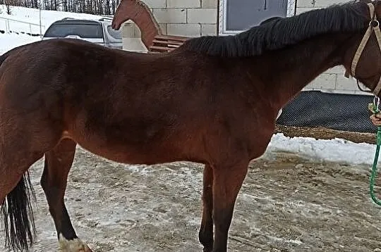 Sprzedam konia, , Nowy