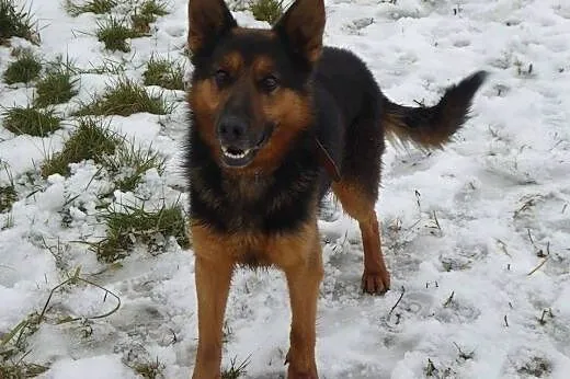 Młody Leon, przyjazny, grzeczny psiak w typie OWCZARKA adopcja,  Kundelki cała Polska