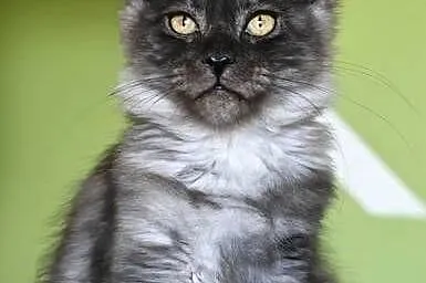 Maine Coon kotka rodowód fpl