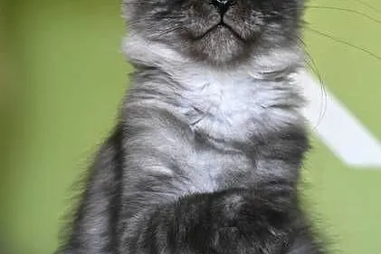 Maine Coon kotka rodowód fpl, Małopolskie, Olkusz