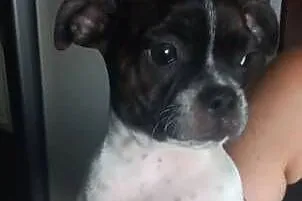Śliczne pieski mix boston terrier i ratlerek.