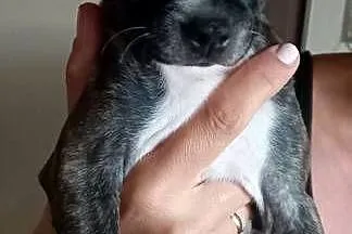 Śliczne pieski mix boston terrier i ratlerek., Lubelskie, Zamość