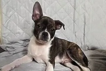 Śliczne pieski mix boston terrier i ratlerek., Lubelskie, Zamość