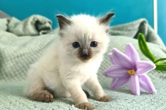 Kociaki Ragdoll