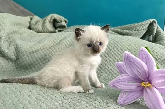 Kociaki Ragdoll, Małopolskie, Kraków