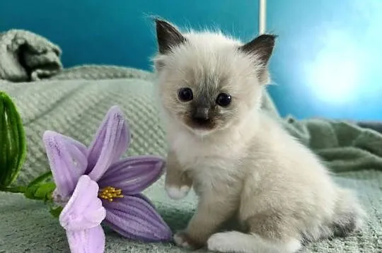 Kociaki Ragdoll, Małopolskie, Kraków
