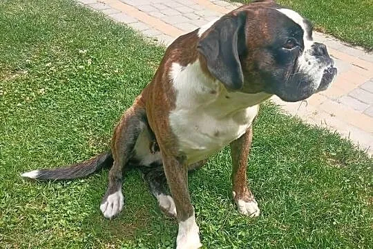 Suczka bokser, Podkarpackie, Boguchwała