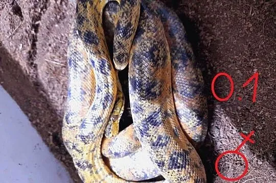 Boa leśne 1.2 - corallus hortulanus dorosłe - proven breeders