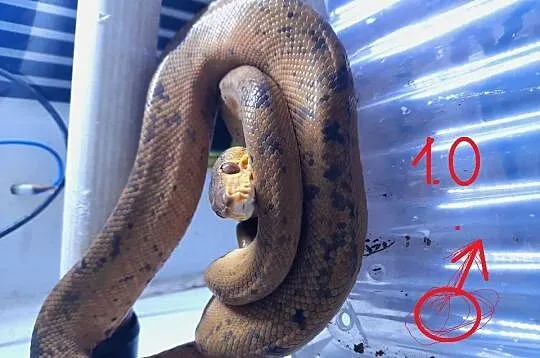 Boa leśne 1.2 - corallus hortulanus dorosłe - proven breeders, Dolnośląskie, Leśna
