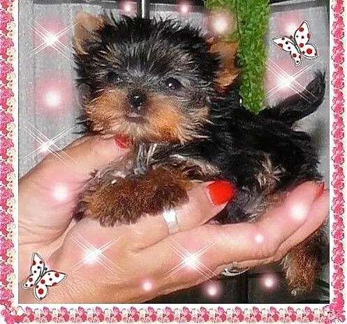York,yorkshire terrier!ELITARNE MINI CUDEŃKA!LALUN