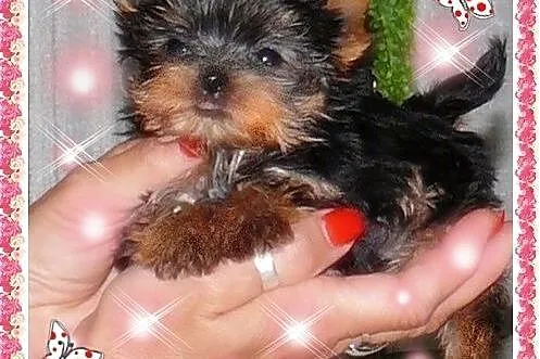 York,yorkshire terrier!ELITARNE MINI CUDEŃKA!LALUN