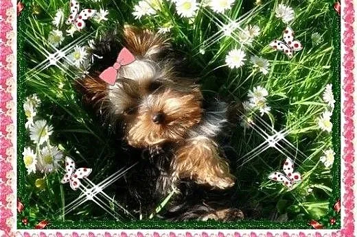 York,yorkshire terrier!ELITARNE MINI CUDEŃKA!LALUN