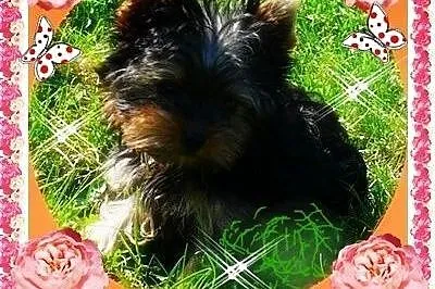 York,yorkshire terrier!ELITARNE MINI CUDEŃKA!LALUN