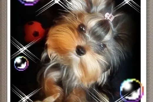 York,yorkshire terrier!ELITARNE MINI CUDEŃKA!LALUN