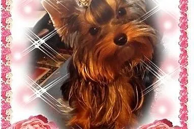 York,yorkshire terrier!ELITARNE MINI CUDEŃKA!LALUN