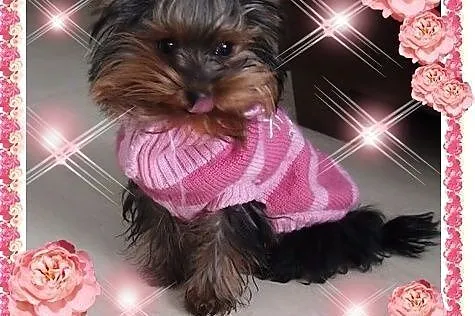 York,yorkshire terrier!ELITARNE MINI CUDEŃKA!LALUN