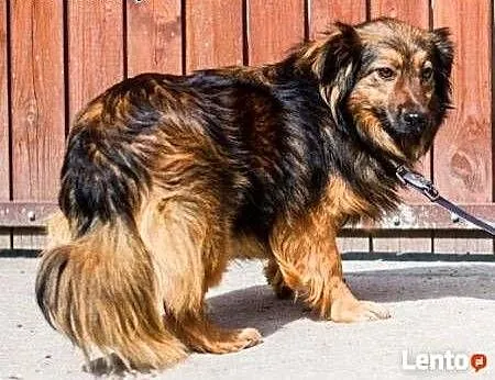 TOFIK i KARMELEK - 2,5 letnie, niewielkie psiaki s
