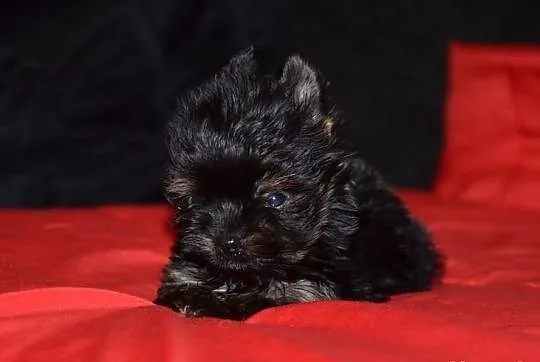 YORKI YORK( nie biewer) BLACK TAN AGOSTINO---SPRZE