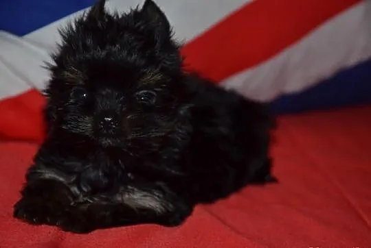 YORKI YORK( nie biewer) BLACK TAN AGOSTINO---SPRZE