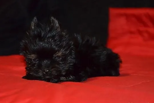 YORKI YORK( nie biewer) BLACK TAN AGOSTINO---SPRZE