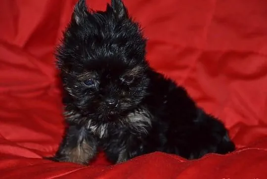 YORKI YORK( nie biewer) BLACK TAN AGOSTINO---SPRZE