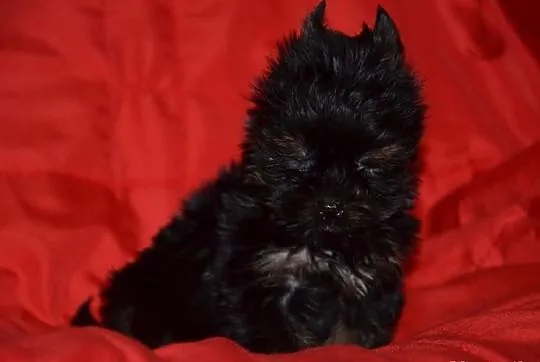 YORKI YORK( nie biewer) BLACK TAN AGOSTINO---SPRZE