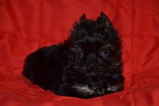 YORKI YORK( nie biewer) BLACK TAN AGOSTINO---SPRZE