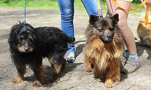 Kodi rudobrunatny długowłosy piękny piesio do piln