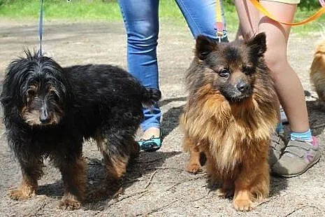 Kodi rudobrunatny długowłosy piękny piesio do piln
