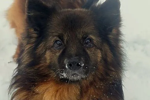 Kodi rudobrunatny długowłosy piękny piesio do piln