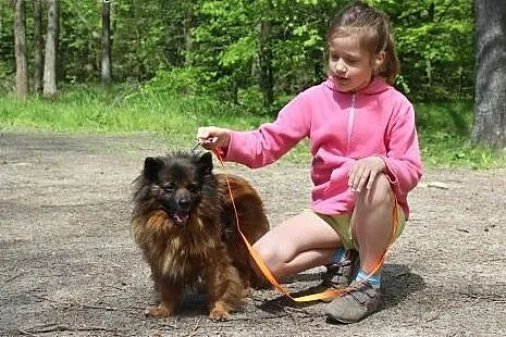 Kodi rudobrunatny długowłosy piękny piesio do piln