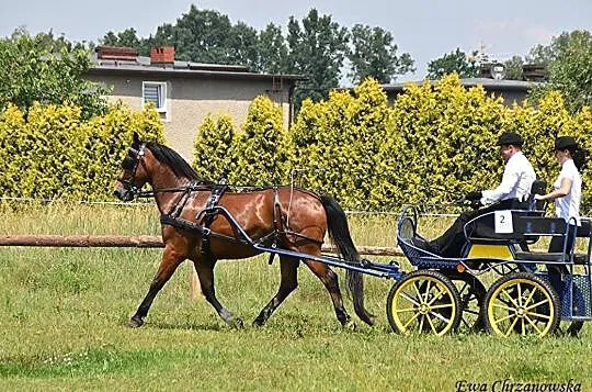 Dzierżawa konia , wałach, , Reńska