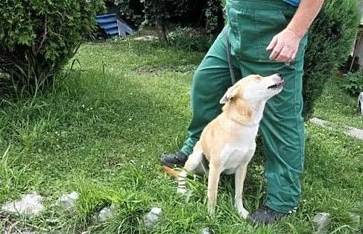 Młodziutki pies Pablo poleca się do adopcji, śląs