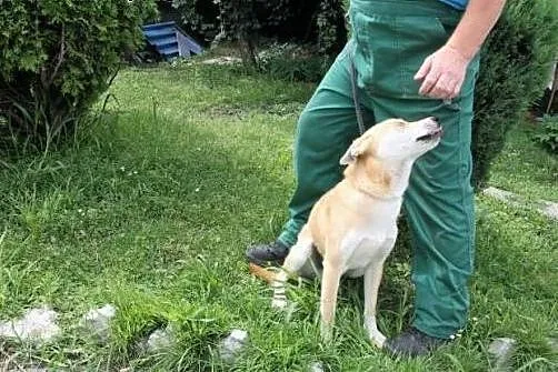 Młodziutki pies Pablo poleca się do adopcji, śląskie Katowice