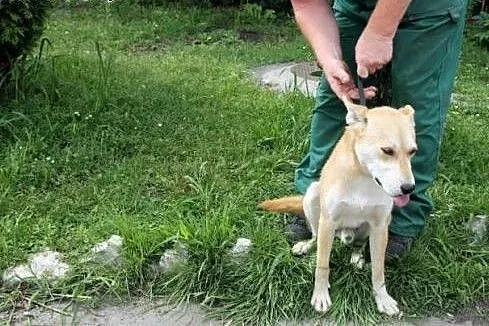 Młodziutki pies Pablo poleca się do adopcji,  śląs