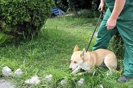 Młodziutki pies Pablo poleca się do adopcji,  śląs