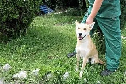 Młodziutki pies Pablo poleca się do adopcji,  śląs