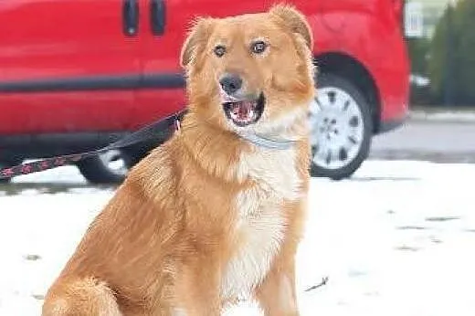 Ragnar - Super psiak o wielkim sercu czeka na dom,  mazowieckie Warszawa
